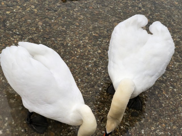 hzsngujwtdw3sdlgy9so6a